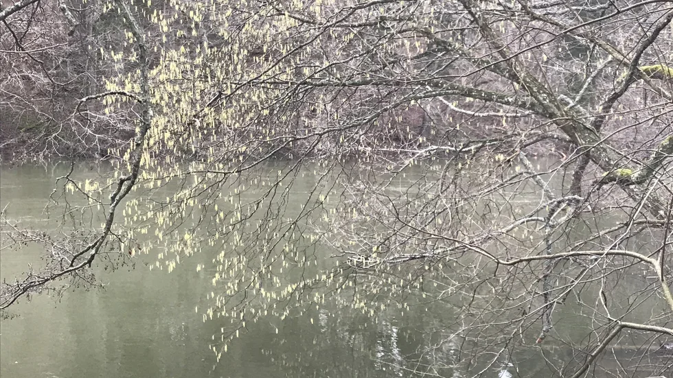 En läsare hittade ett träd i blom längs med Nyköpingsån. 