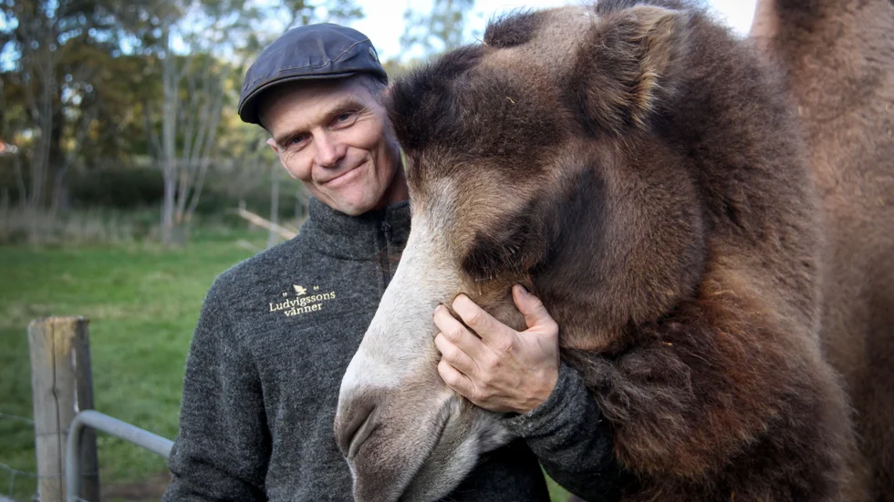 ”Kameler tror jag vi får se mer av i framtiden. De ger kött, mjölk, ull, går att rida på och är ursprungligen ett lastdjur” säger Henrik Ludvigsson och får en puss av kelsjuka kamelen Charlie.