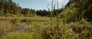 Gör Stordammen till en badsjö 