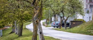 BRF fällde träd i allé - tvingas nu plantera ett nytt