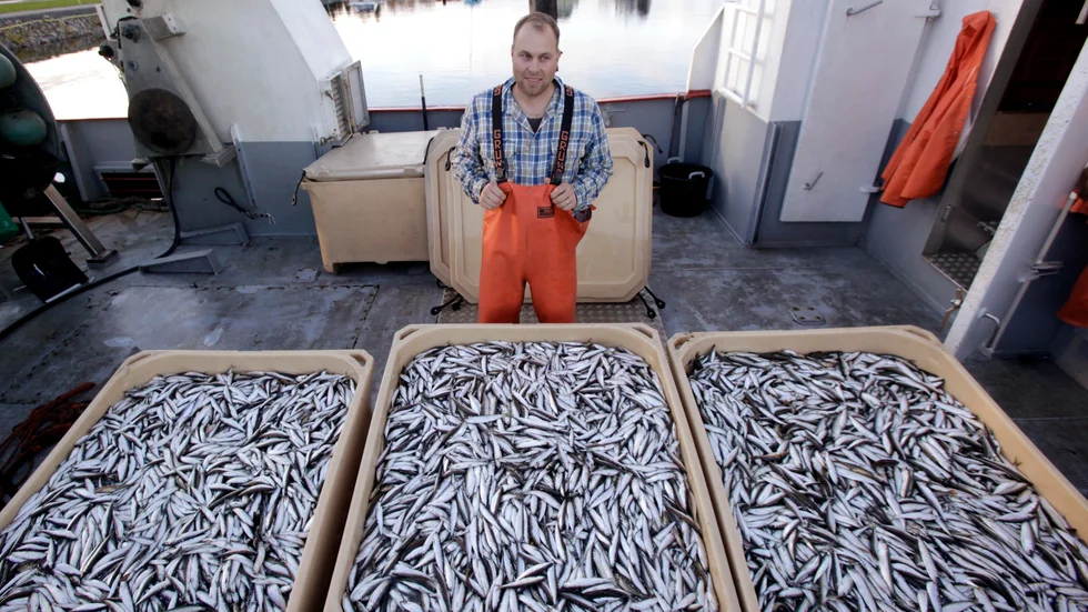 Piteåfiskaren Magnus Persson berättar att beståndet av siklöja är helt i balans, att prisbilden blivit bättre men att fiskekvoter och begränsningar ställt till det. Med bara sju dagars fiske mot normalt 25 hann han inte få upp så här mycket i höstas. (Arkivbild)