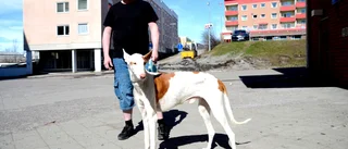 Hundpromenaden blev ett drama på liv och död