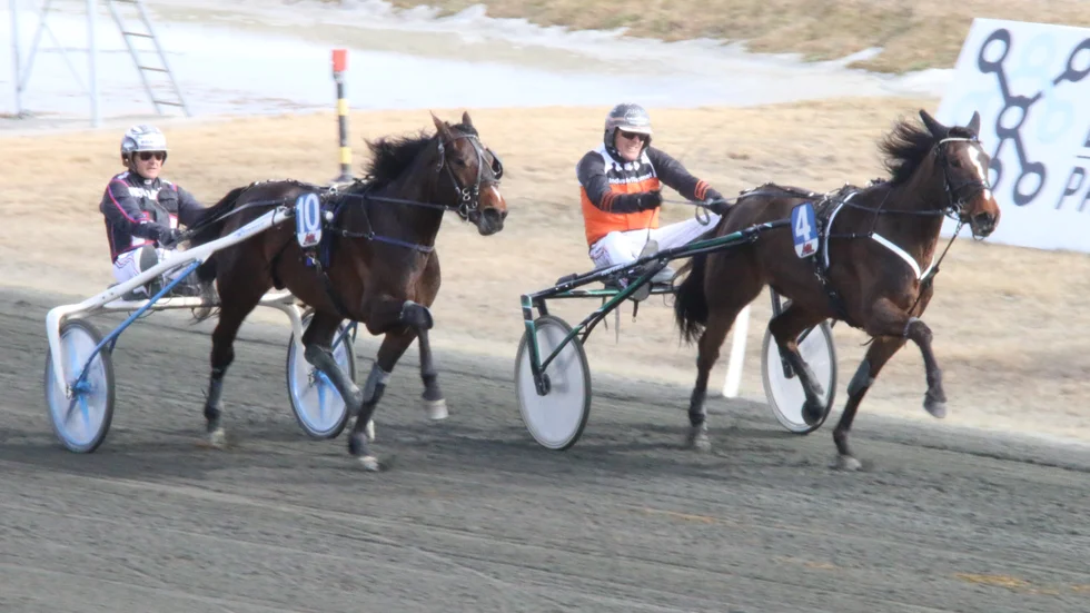 Brida (invändigt) tvingades ge sig mot jättelöftet Thank The Maker i Boden. Revanschchans i V64-3 i Skellefteå, torsdag.