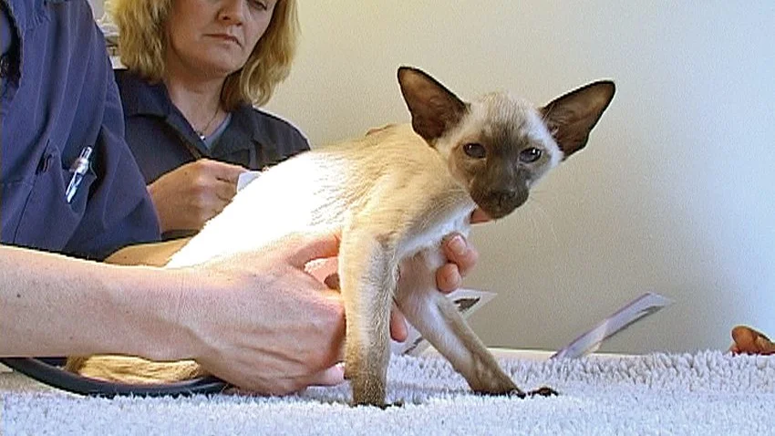 Narkospreparat med profonol behövs inom sjukvården - det får konsekvenser på veterinärkliniker och djursjukhus. 