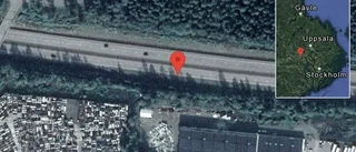 Vilt på vägen på E18