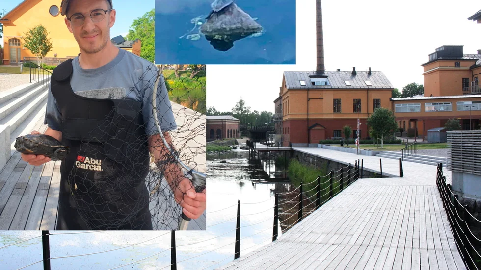 Vid en av stenarna i Eskilstunaån kunde Naturvårdsverkets anlitade jägare Patrik Blomsten fånga sköldpaddan.
