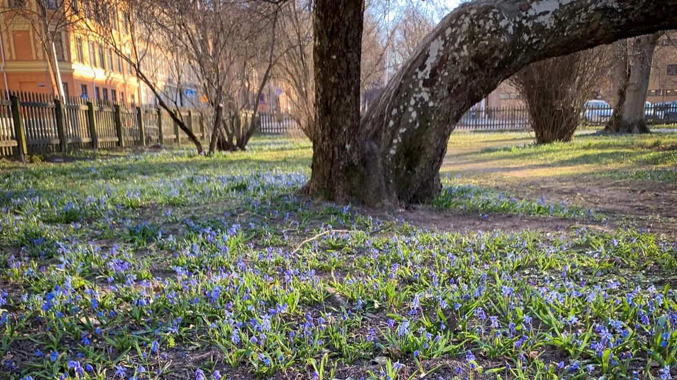 I Rektorsparken i Luthagen är marken redan blå av scilla.