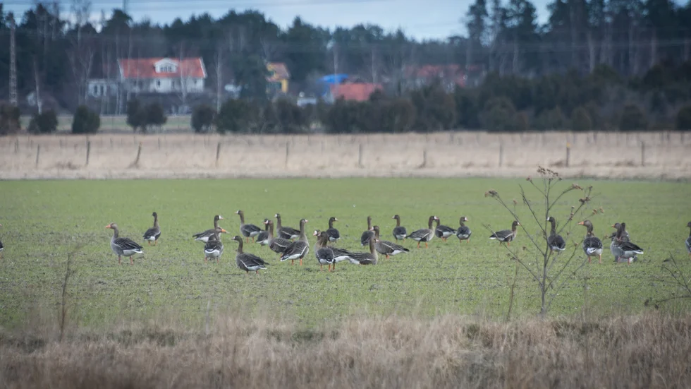 Bläsgässen är bara här under mars-april, sedan ska de vidare till Rysslands tundra.