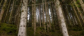 Skog ska huggas, inte bara skyddas