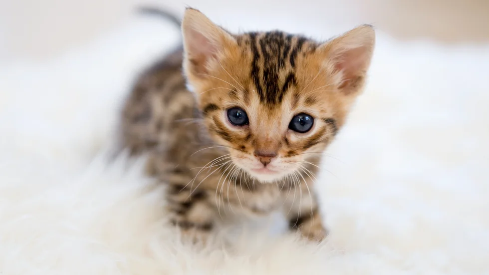 Kattungen som hittades i soptunnan var vid liv och togs om hand. Nu blir det ett djurskyddsärende för länsstyrelsen, rapporterar P4. Arkivbild.