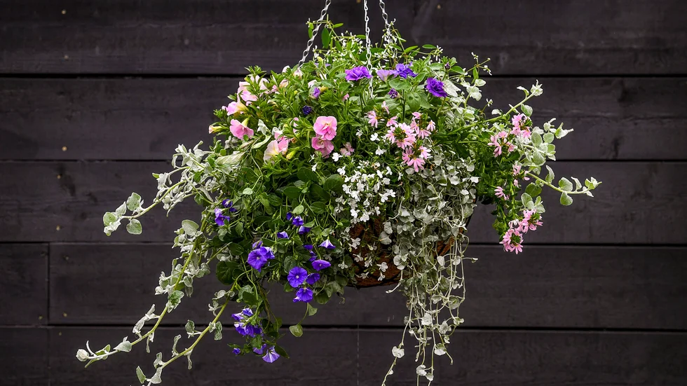 Amplar med sommarblommor är till glädje för invånarna i Klintehamn. 
