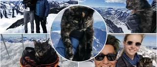 De tog med katten på Kebnekaise: "Har nog aldrig hänt"