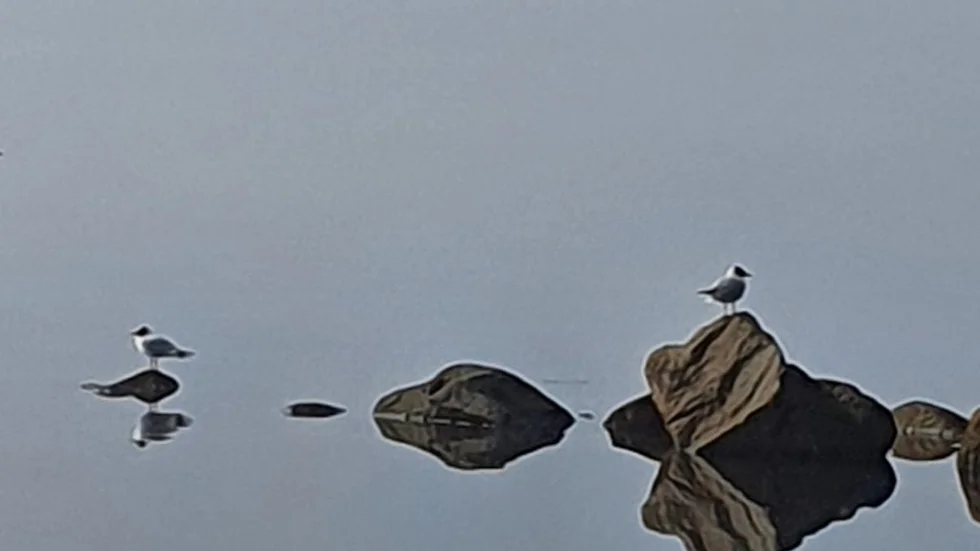 Spegelblankt hav vid Mjöfjärden.