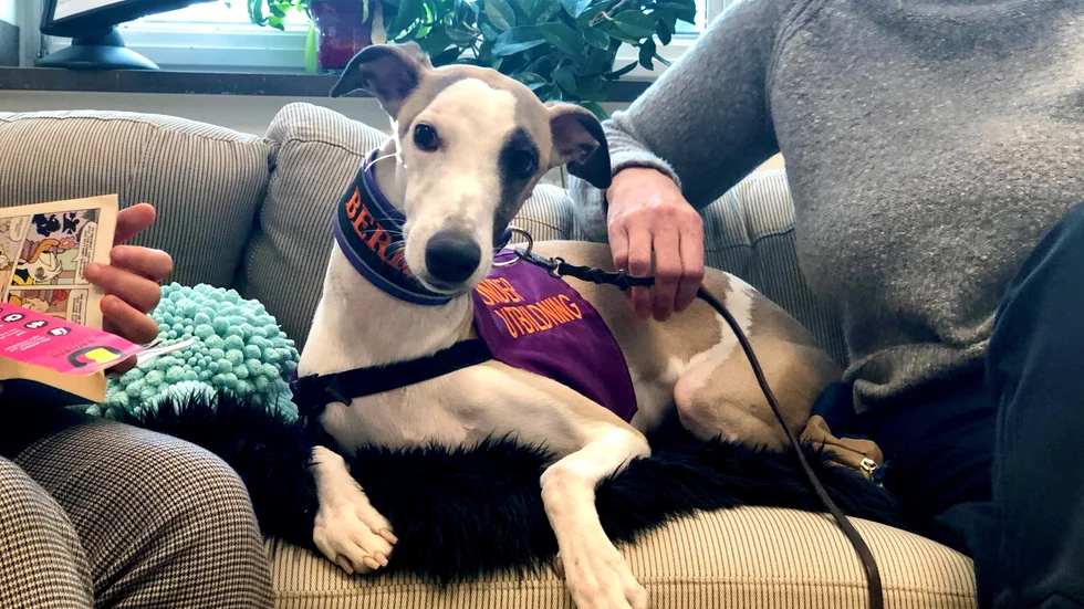 Whippeten Berra som går utbildning för att bli legitimerad pedagogisk tjänstehund.