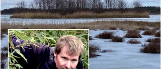 Naturvårdaren om drivande ön på Fårö: Så gick det till