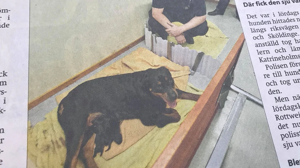 Kuriren för 10 år sedan: En upphittad rottweiler fick sju valpar på polisstationen.