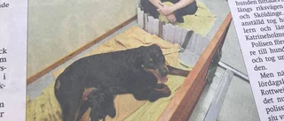 UR ARKIVET: Upphittad hund valpade på polisstationen