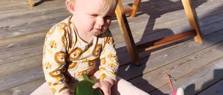 Edith, 1,5, skördade 1,5 kilo zucchini 