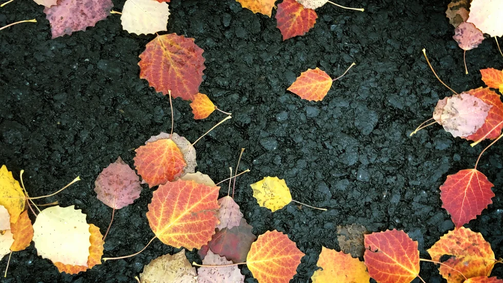 Asplöv. Som inte sitter kvar.
