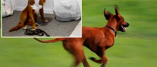 Koppeltvång efter hundattackerna i Bureå – bet kvinna och jagade får