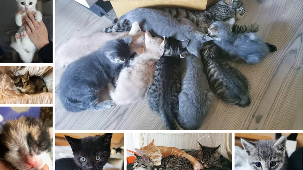 Omkring 30 kattungar har räddats av Livbojen under hösten. Några är redan tingade eller har fått nya hem medan andra fortfarande får hjälp av föreningen som nu vädjar om hjälp för att hjälpa.