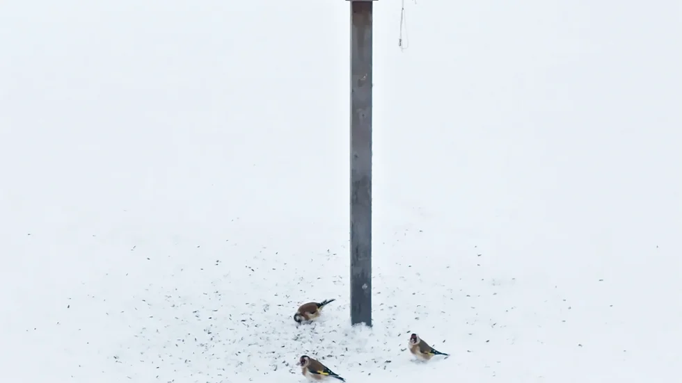 Steglitserna tog för sig av frön vid fågelbordet.