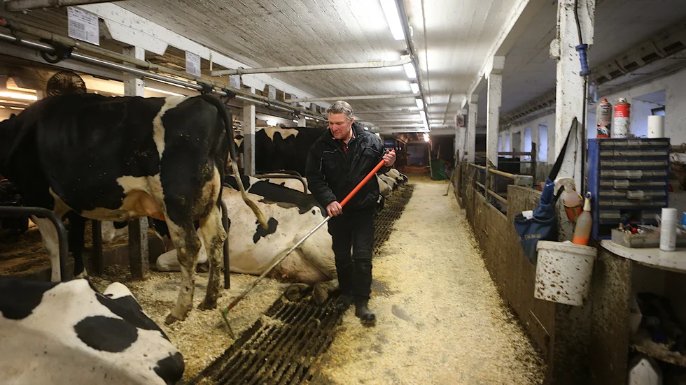 Vid Anningåkre bedrivs mjölkproduktion på traditionellt sätt - ännu ett tag till. Mjölkkorna är under avveckling.