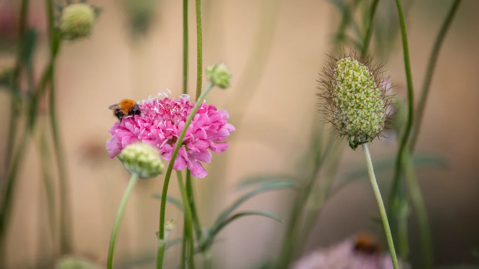 Två av åtta som har nominerats till Världsnaturfonden WWF:s utmärkelse "Årets miljöhjälte 2020" har Uppsalakoppling.