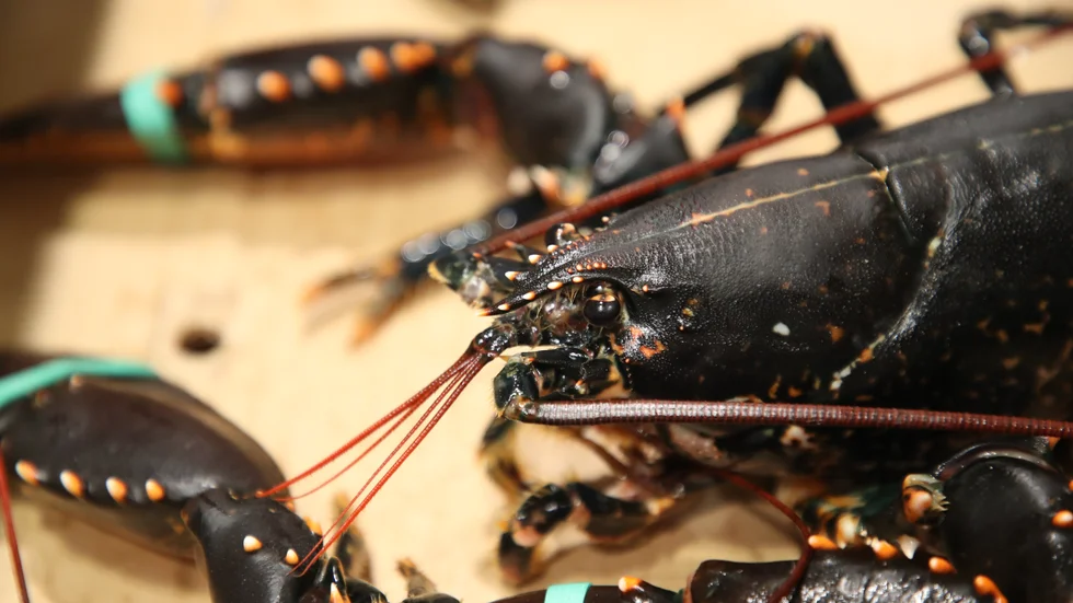 EU tar bort strafftullar på amerikansk hummer. Arkivbild.