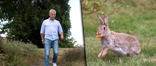 Kaninerna allt fler – här jagas de