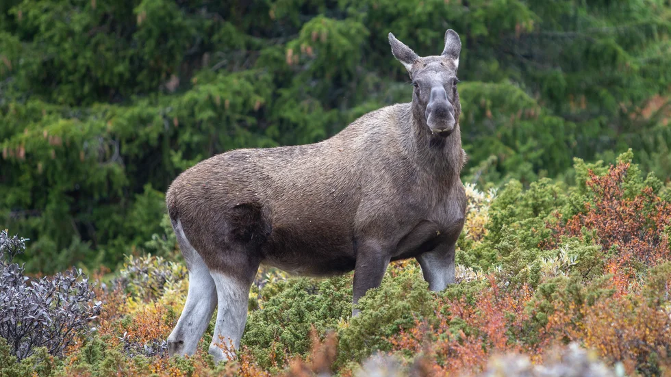 Under en vildsvinsjakt sköts en älgko av misstag. Jägaren får nu böta 3|500 kronor. Arkivbild.
