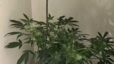 Bild på den cannabisodling som kvinnan hade i lägenheten. 