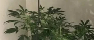 Kvinna hade egen cannabisodling i garderoben
