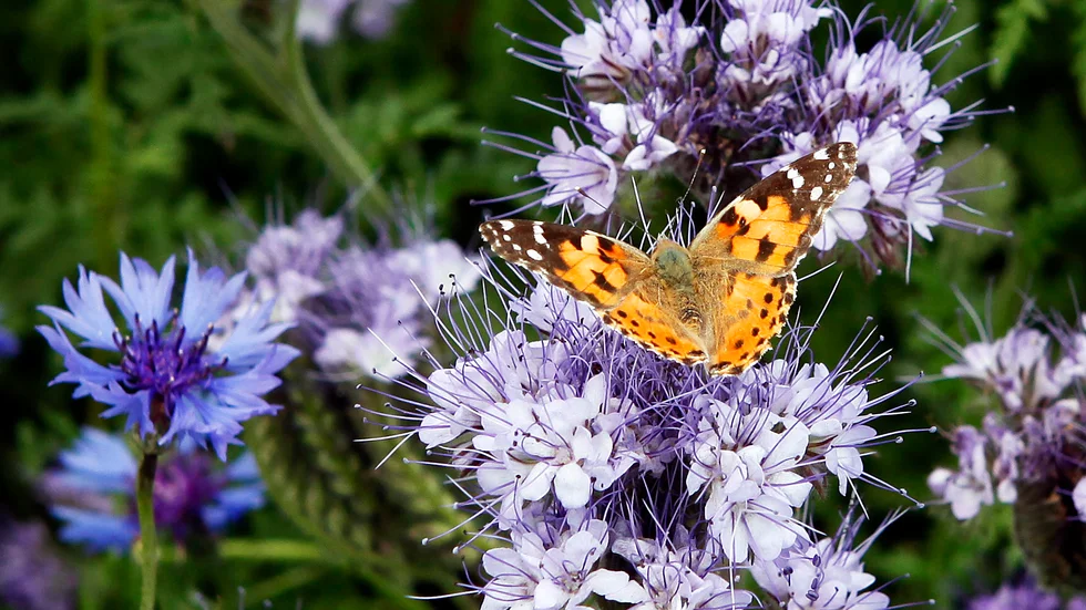 Hela Sverige blommar heter Hushållningssällskapets projekt där lantbrukare ska odla blomsterremsor på åkermark för att gynna den biologiska mångfalden.