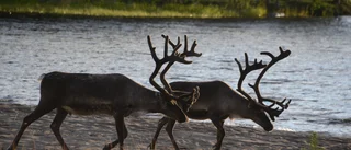 Nytt fall av CWD konstaterat  