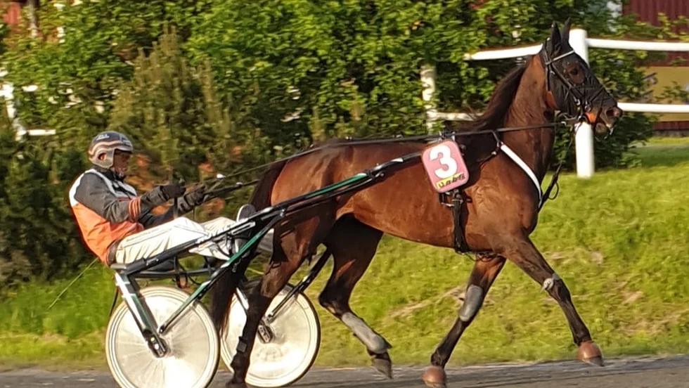Brida med Ove A Lindqvist i sulkyn.