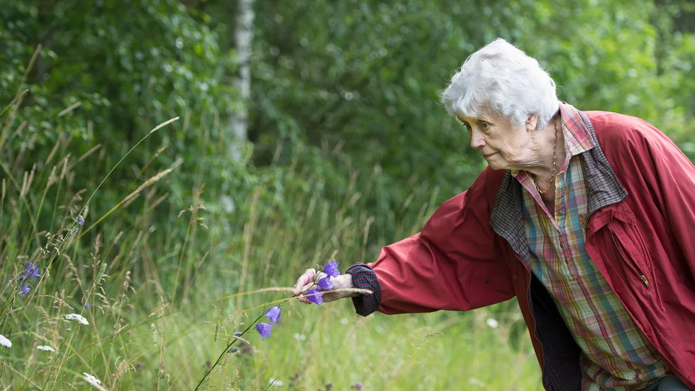 Kerstin Ekman, författare från Katrineholm och amatörbotaniker, är en av de många som även i vår tid håller liv i svensk Linnétradion, att nyfiket observera naturen – och därmed förstå att vårda den.