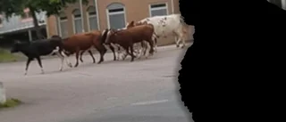 Ägarens teori: Därför rymde korna ur hagen