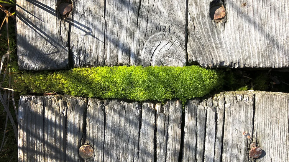 Solanderleden i närbild. 