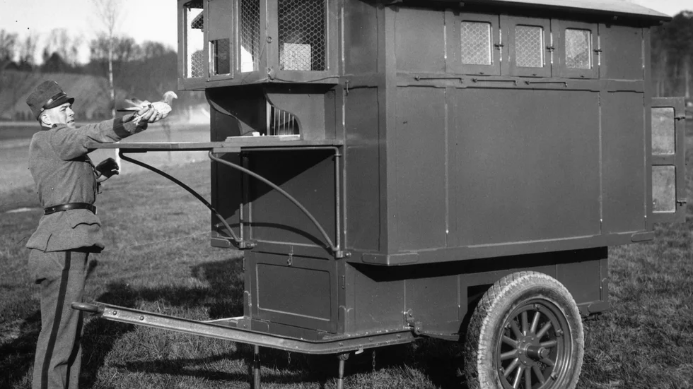 Kuriren för 100 år sedan: Svenska armén använde sig av brevduvor mellan 1886 och 1948. På bilden duvan Joy, som var stationerad i Frösunda.