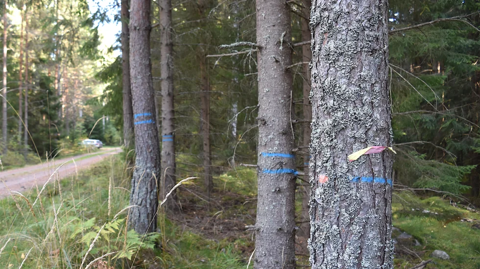 "Just nu står vi familjeskogsbrukare utan grundlagsskydd samtidigt som pågående artskyddsutredning, miljömålsberedning samt EU:s naturrestaureringslag riskerar att innebära ytterligare ekonomiskt dråpslag för oss", skriver insändarskribenterna. (Arkivbild)