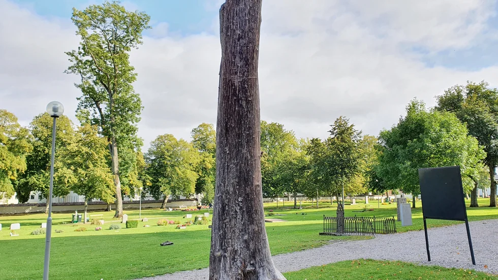 På klosterkyrkogården har många almar tagits ned. Nu planeras återplantering av träd.