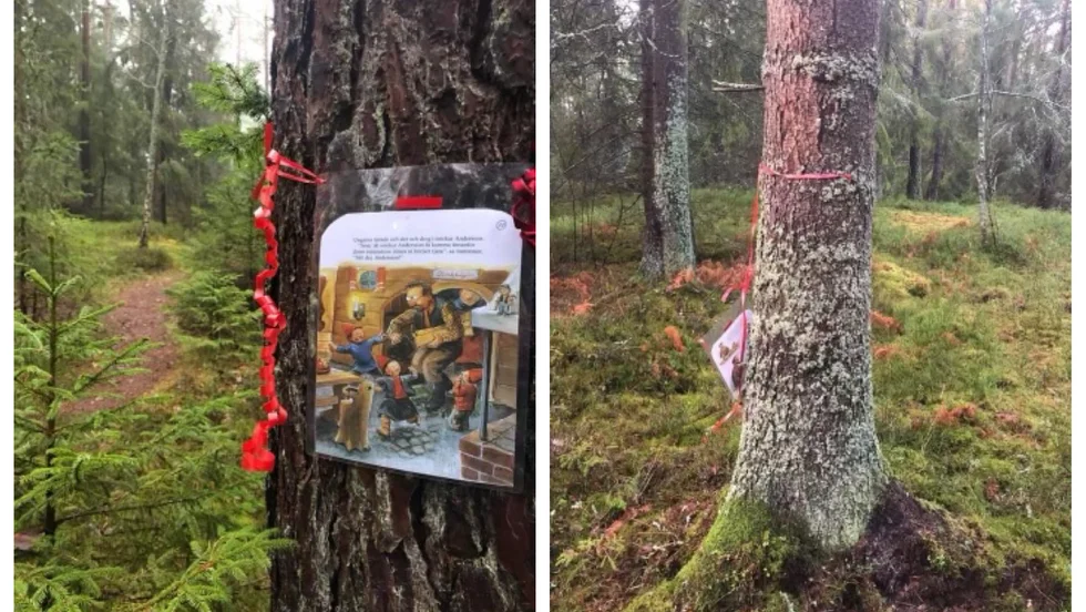 På bilder till vänster sitter Sagostigens blad upphängda och på vänster har de skurits ner. 