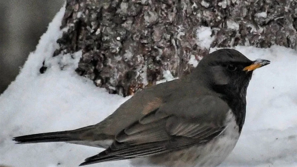 Den Svarthalsade trasten, som normalt häckar på tundran i Sibirien, väckte intresse under helgen vid ett besök i Bjässand norr om Harads.