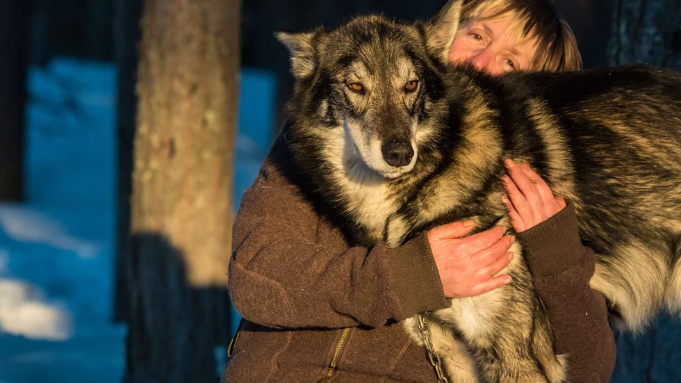 "Hundarna är allt för oss", säger Lotti Meier, ägare av Snowtrail dogcamp.