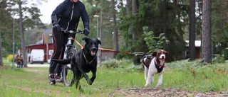 Här spänner de hunden för cykeln