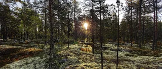 Höstvandring på Gammelängsberget
