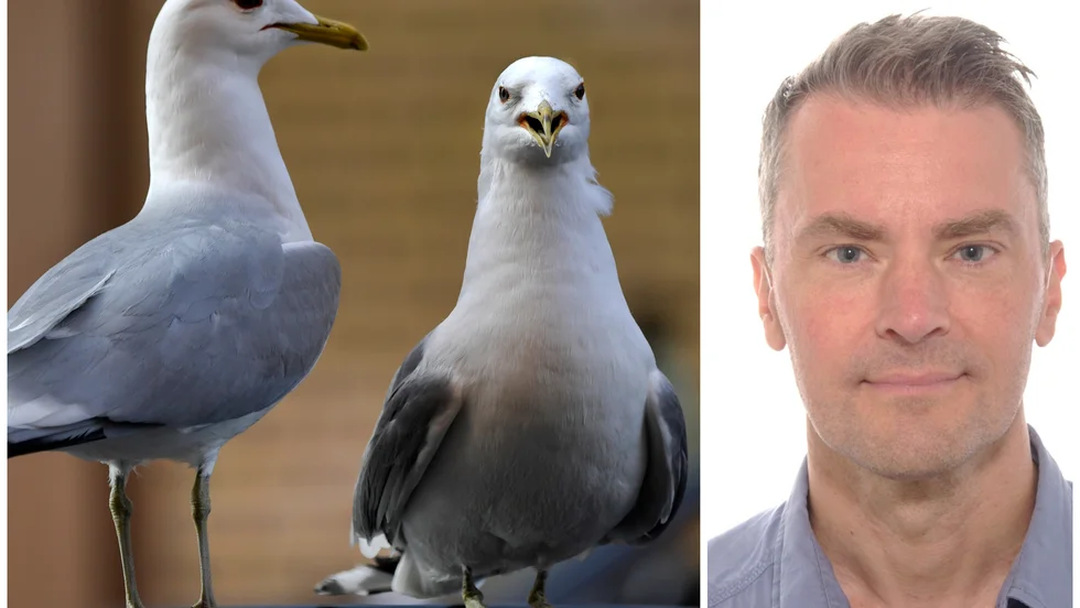 Perioden då måsar är fredade, då det är häckningsperiod, startar 1 april och håller på till 31 juli. Enligt Lars Plahn är det ofta dålig sophållning som lockar till sig måsarna. 