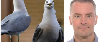 Fåglar attackerar i Skutskär: hur skyddar man sig?