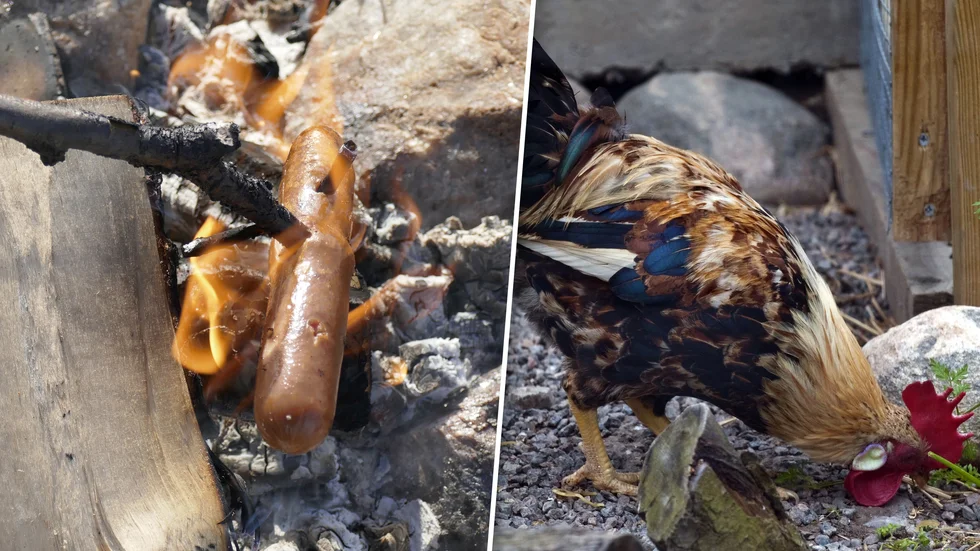 Matlagning utomhus, förslagsvis korvgrillning, och ett besök på en 4H-gård är två tips på några utomhusaktiviteter under påsklovet.